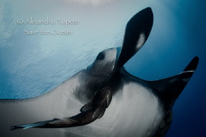 Manta in Light, Socorro Island México by Alejandro Topete 